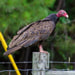 Turkey Vulture Dirty Work Picture