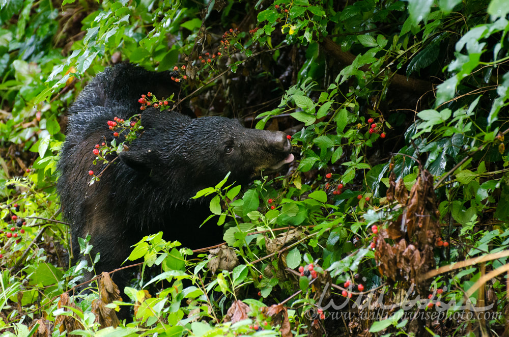Black Bear in Black Berries Picture