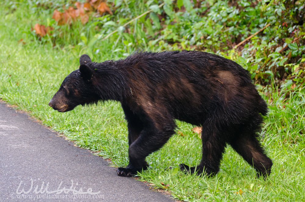 American Black Bear crossing the road in Cades Cove Picture