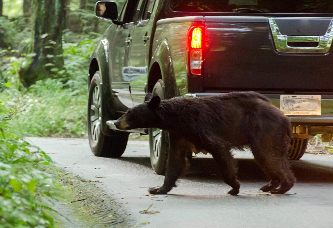 Black Bear by car in Cades Cove GSMNP Picture