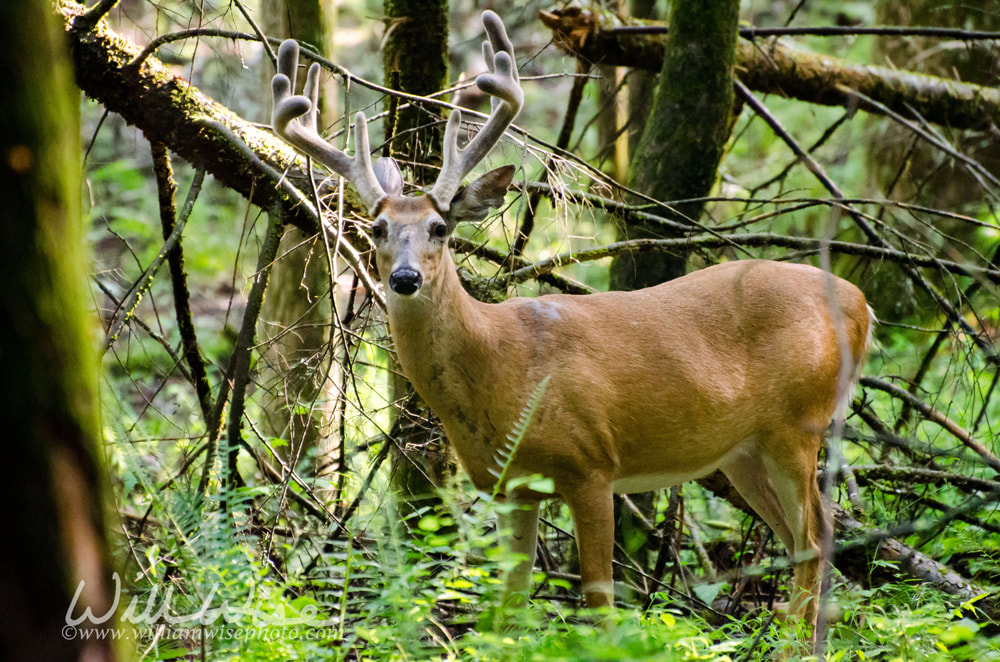 Large Deer Buck in Velvet Picture