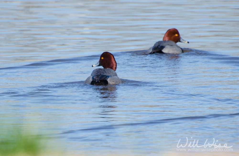 Redhead Duck Picture