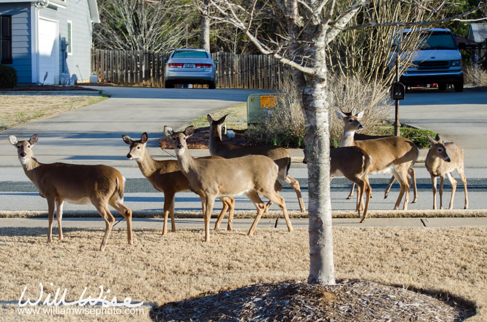 Neighborhood Deer Herd Picture