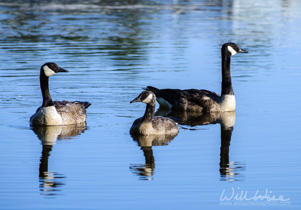 Canada Goose and Gosling on Blue Water Pond Picture