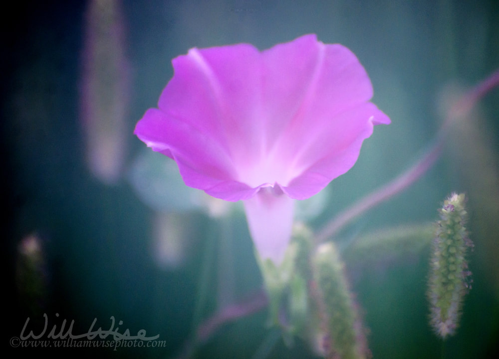 Morning Glory foggy lens Picture