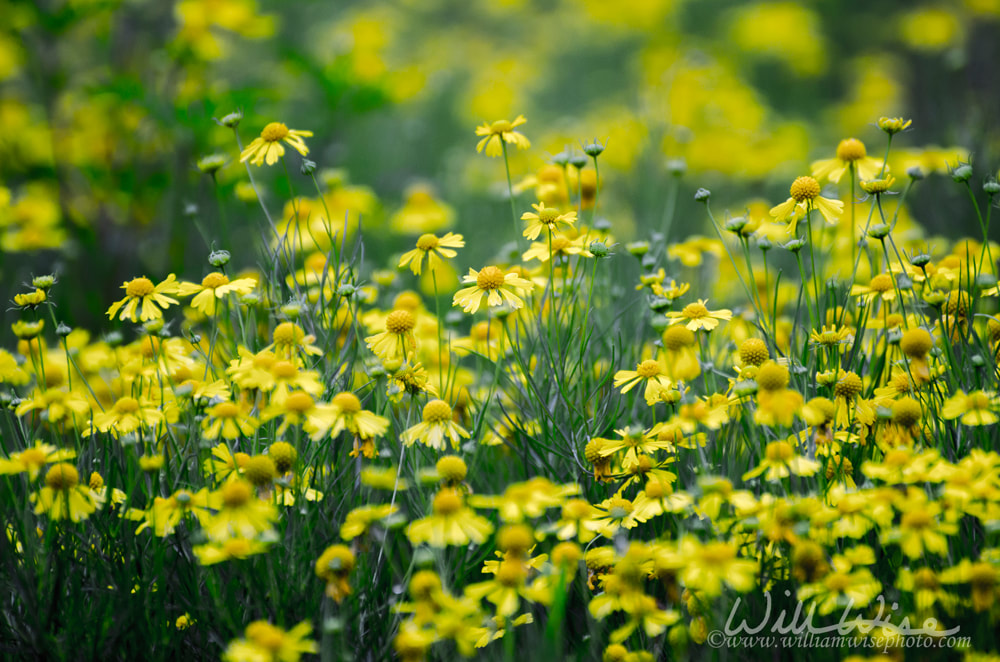 Helenium yellow wildflower garden meadow Picture