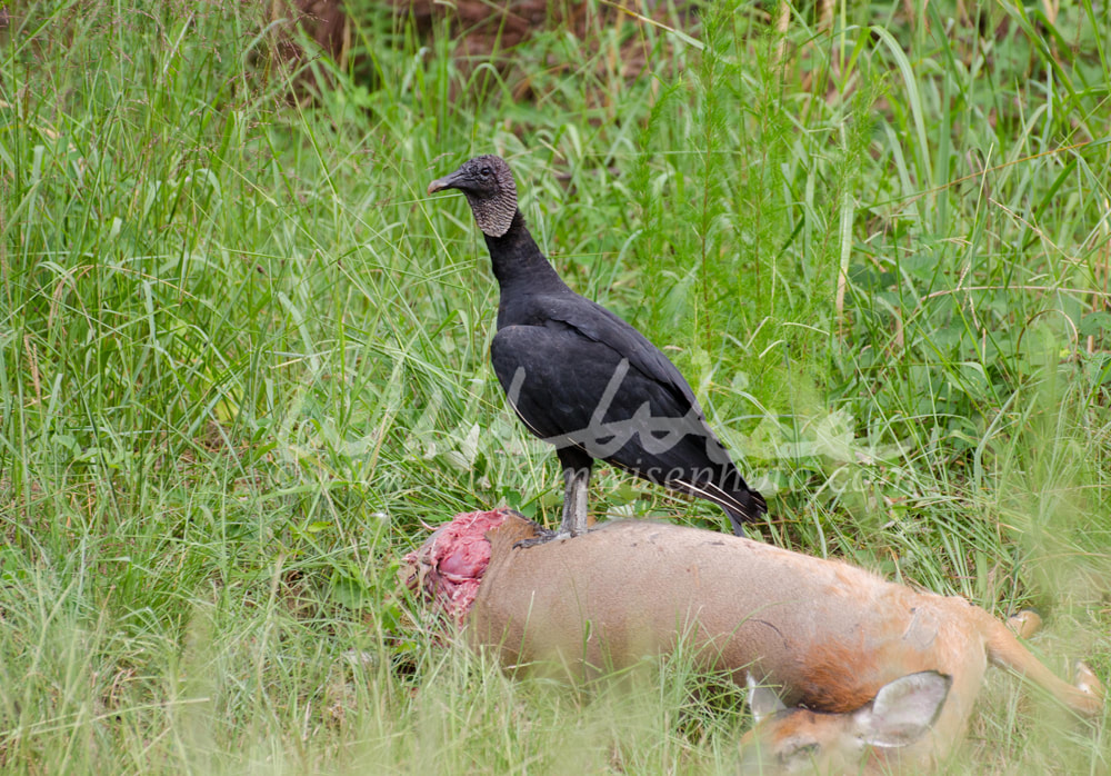 Black Vulture on roadkill Deer Walton County Monroe Georgia Picture