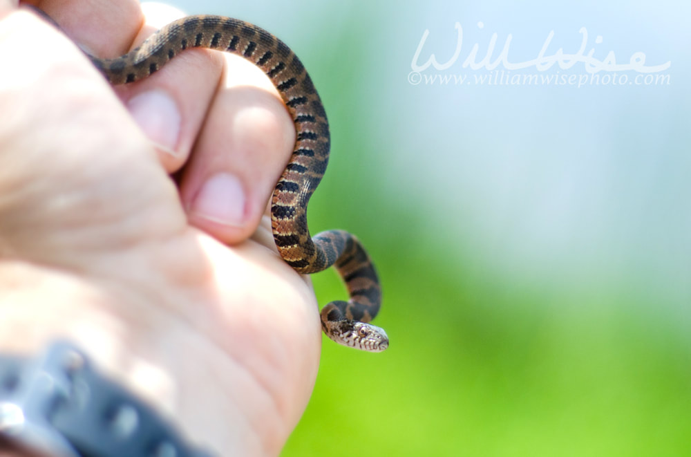 Baby Northern Watersnake Picture