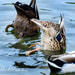 dabbling ducks Picture