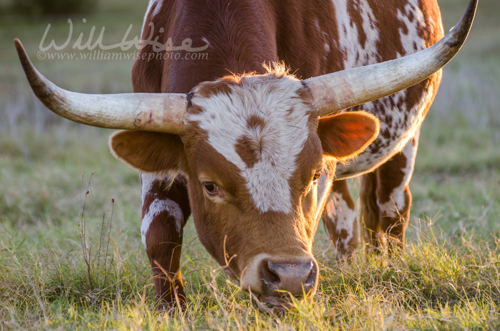 Texas longhorn bull, Driftwood Texas Picture