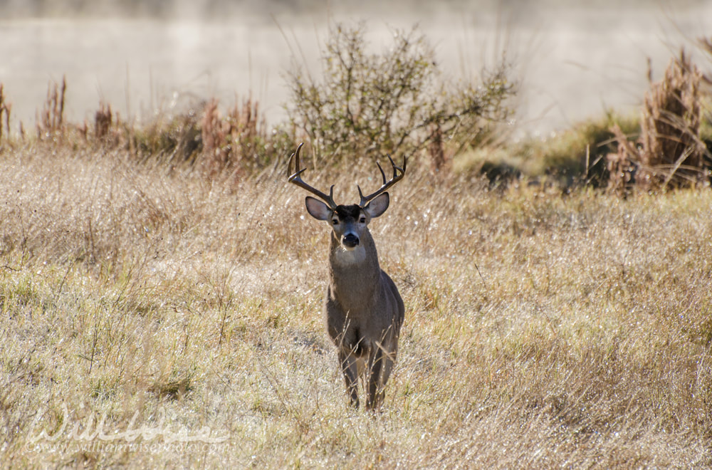 Texas Whitetailed Deer Buck Antlers Picture