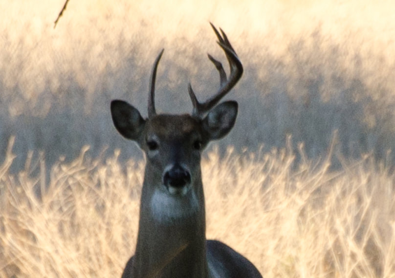 Whitetailed Deer Buck with Atypical Antlers Picture