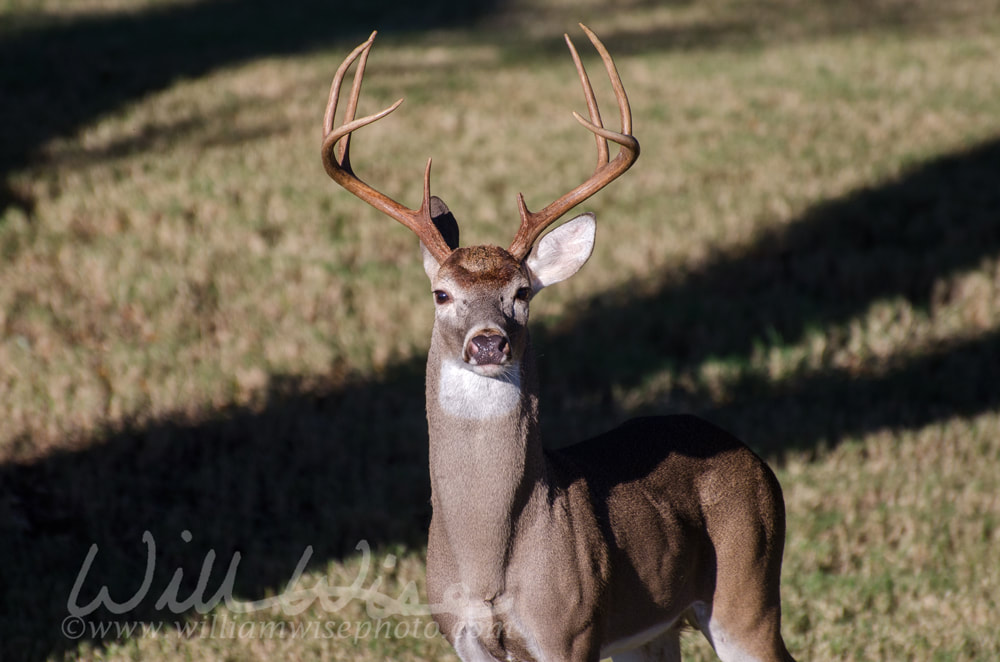 Texas Trophy Whitetailed Deer Buck Picture