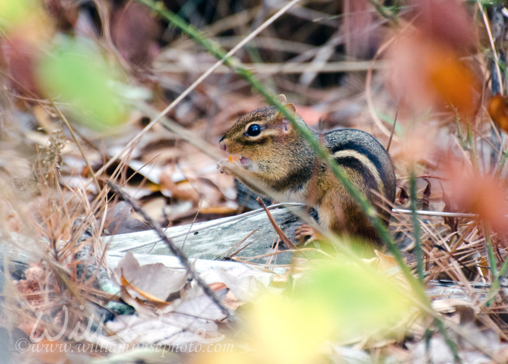 Eastern Chipmunk Lined Ground Squirrel Picture