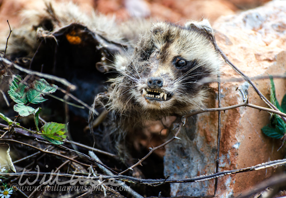 Gruesome scary raccoon carcass chupacabra with sharp teeth Picture