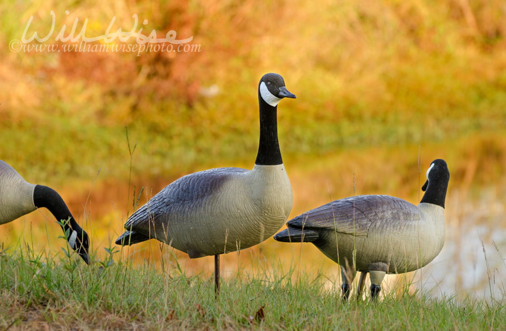 Plastic Canada Goose Decoys for goose hunting Picture