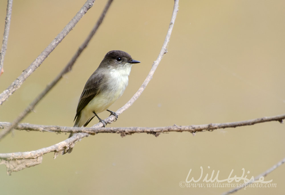 Eastern Phoebe Sayornis phoebe perched on branch Walton County Georgia Picture