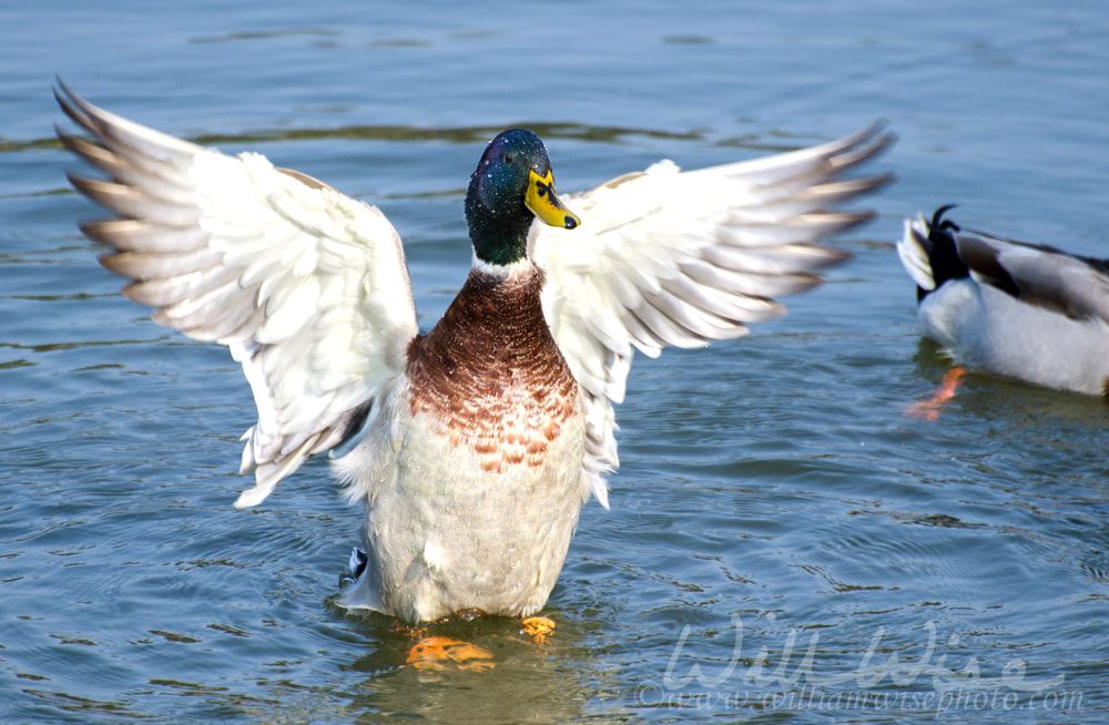 Mallard Duck Drake Spreads Wings in Mating Display Picture