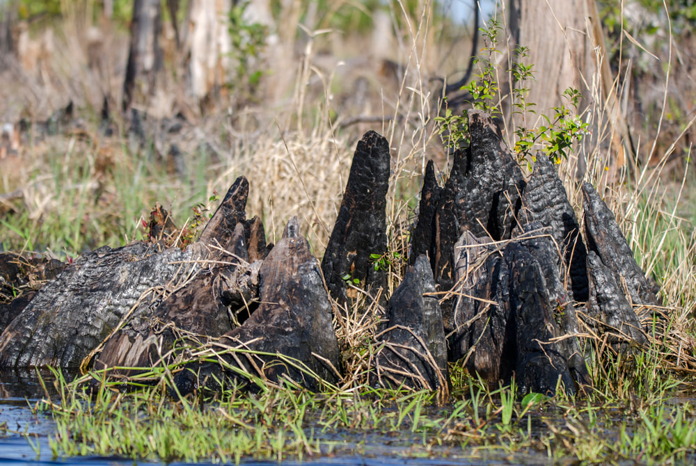 Burned Cypress Stump Swamp Picture