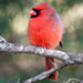 Creation Speaks Red Cardinal Picture