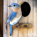 Eastern Bluebird Nest Box Picture