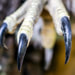 Raptor bird of prey talon claw Picture