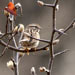 Song Sparrow Creation Speaks Picture