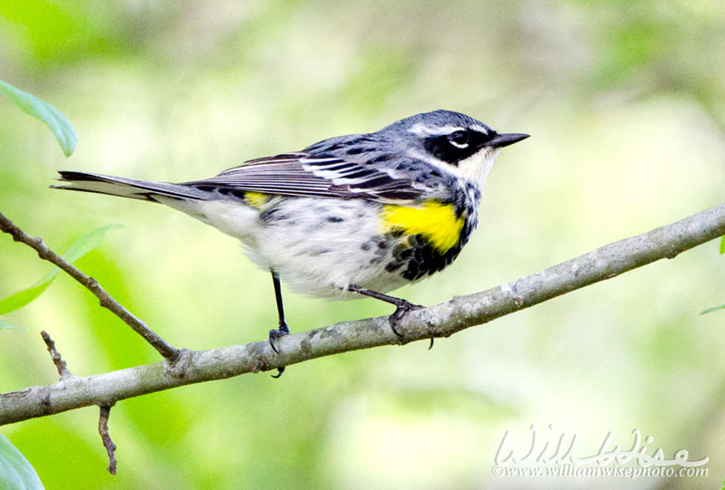 Yellow Rumped Warbler Creation Speaks Picture
