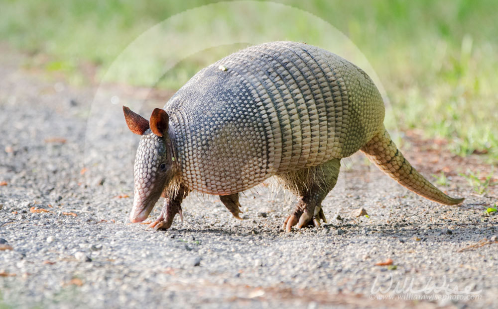 Nine banded armadillo on gravel road, Dasypus novemcinctus, Monroe GA USA Picture