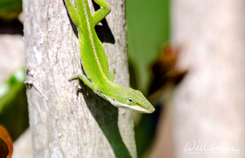 Green Anole lizard, Georgia USA Picture