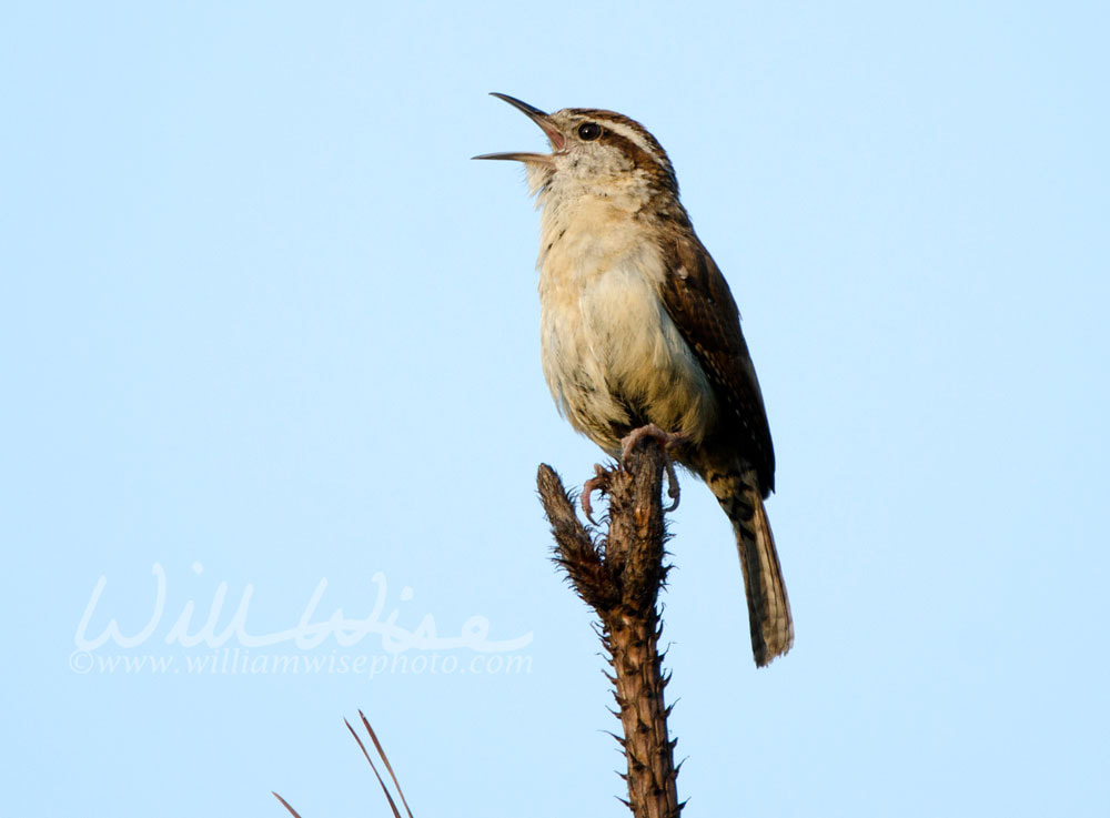 Carolina Wren songbird sining from tree top, Monroe, Walton County GA Picture