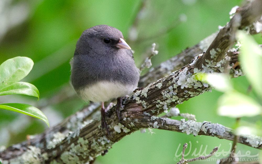Dark Eyed Junco songbird on Mountain Laurel branch Picture