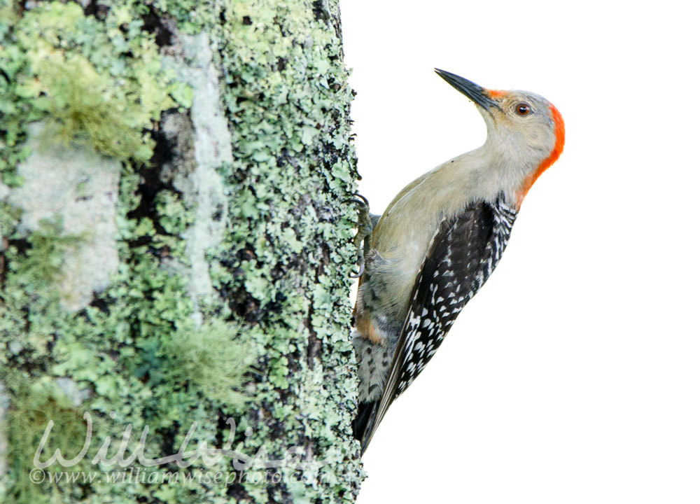 Red-bellied Woodpecker, Blue Ridge Mountains, North Carolina Picture