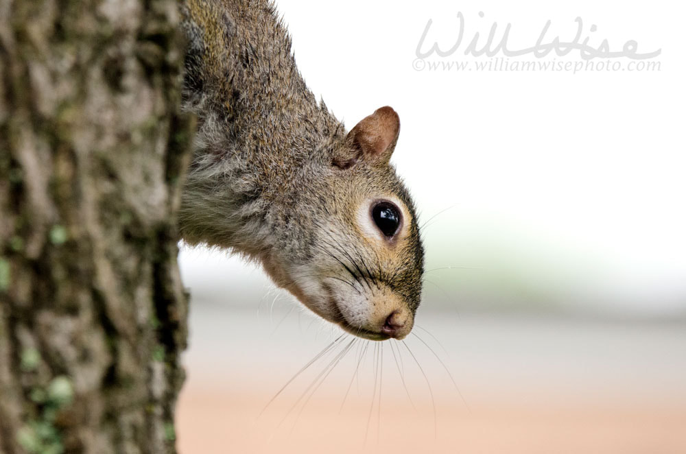 Eastern Grey Squirrel climbing down tree bark, close up portrait Picture