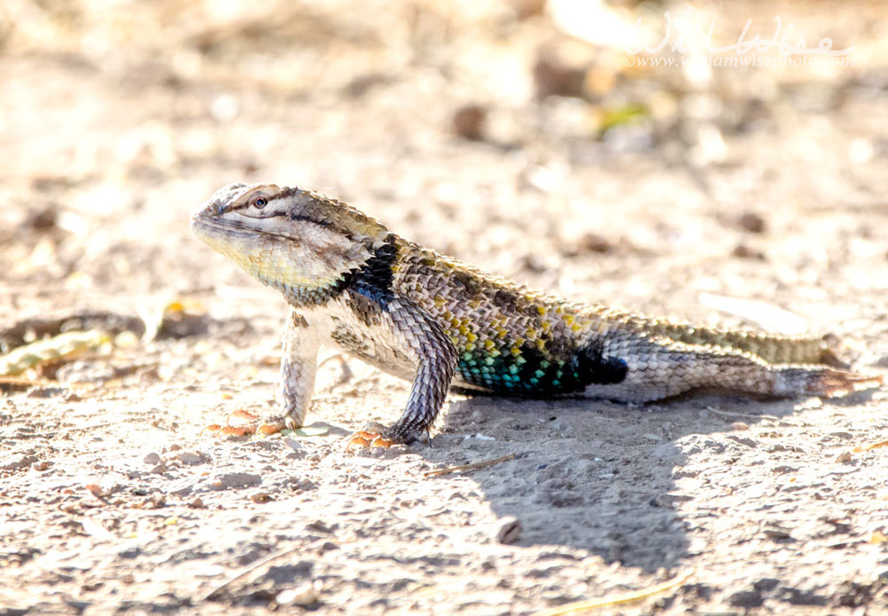 Desert Spiny Lizard, Sweetwater Wetlands Park, Tucson Arizona USA Picture