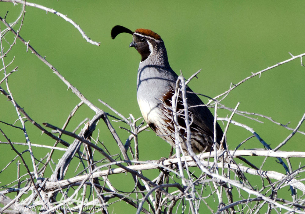 Gambel's Quail Sweetwater Wetlands Picture