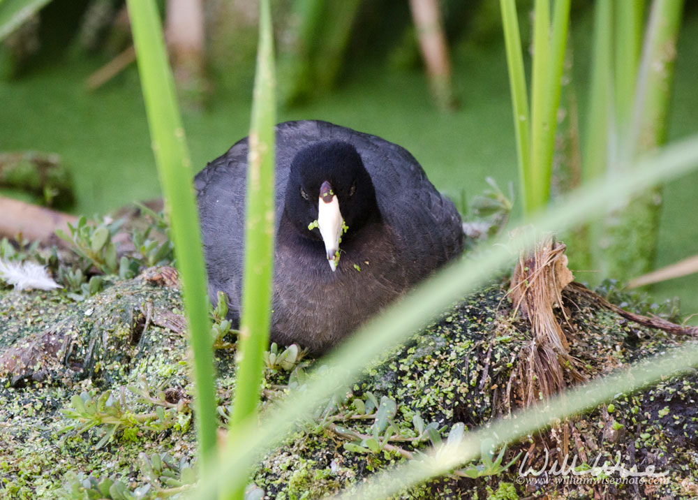 American Coot Sweetwater Wetlands Picture