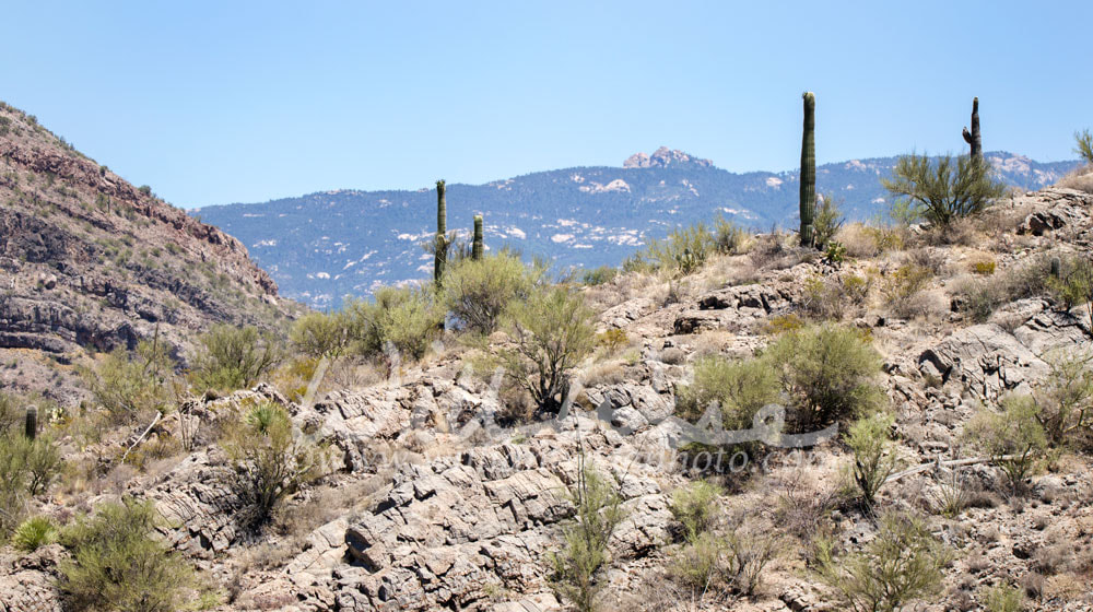Saguaro Cactus desert landscape, Arizona USA Picture