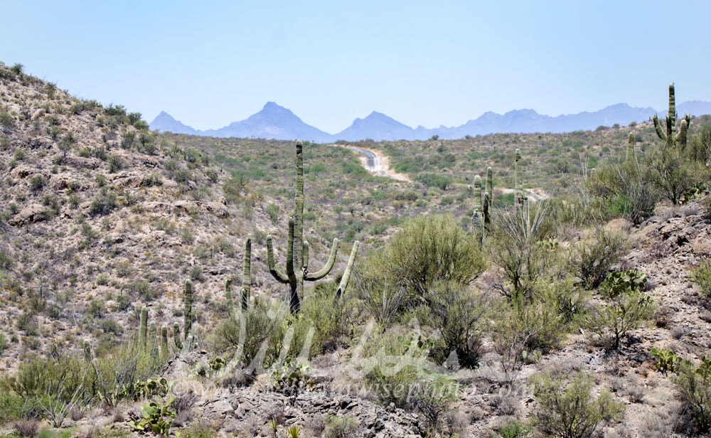 Saguaro Cactus desert mountains, Colossal Cave Mountain Park, Arizona Picture