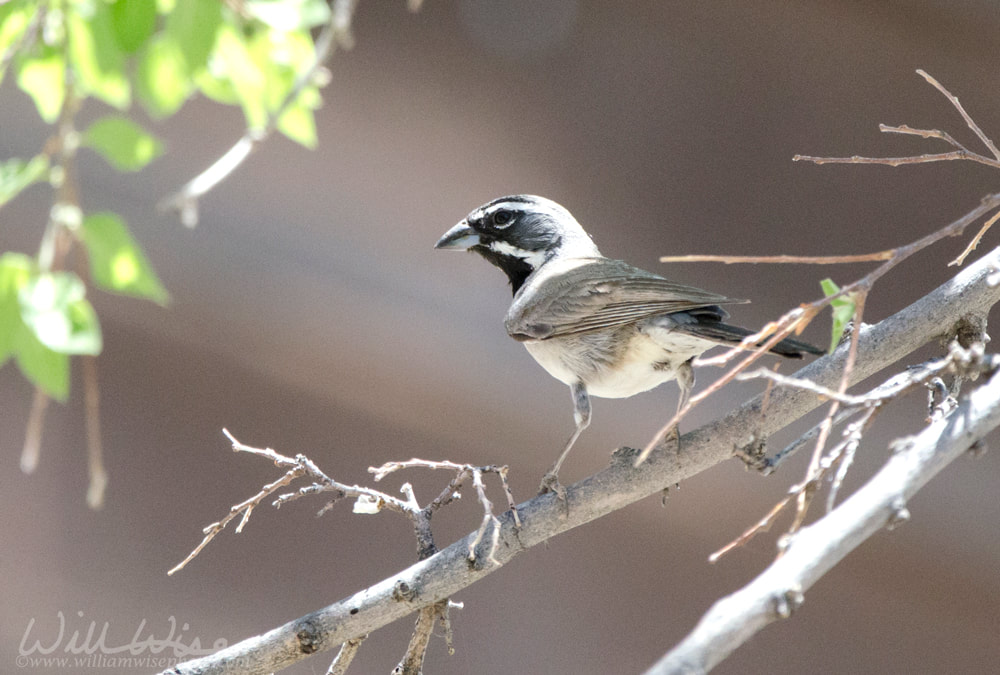 Black Throated Sparrow bird, Colossal Cave Mountain Park, Arizona Picture