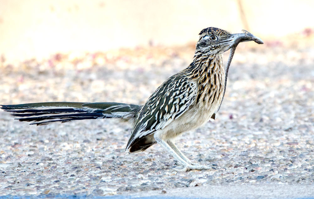 Greater Roadrunner bird with lizard in beak, Tucson Arizona, USA Picture