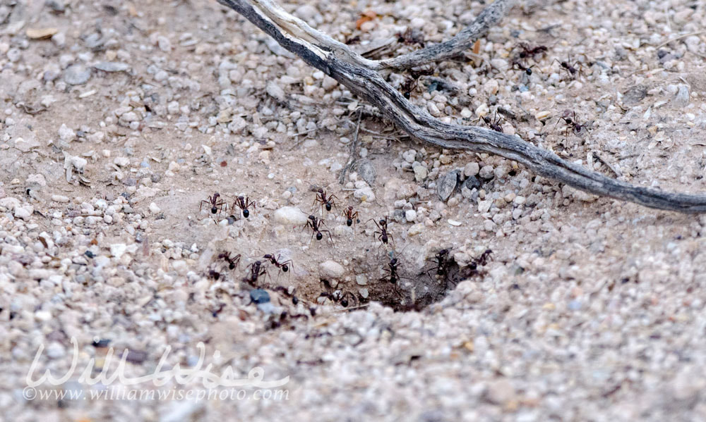 Desert Harvester Ants, Tucson Arizona, USA Picture