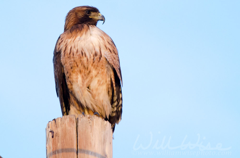 Red Tailed Hawk raptor on telephone pole in Tucson Arizona desert Picture