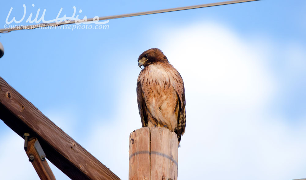 Red Tailed Hawk on telephone pole, Tucson Arizona desert Picture