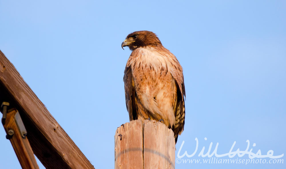 Red Tailed Hawk on telephone pole; Tucson, Arizona. Picture