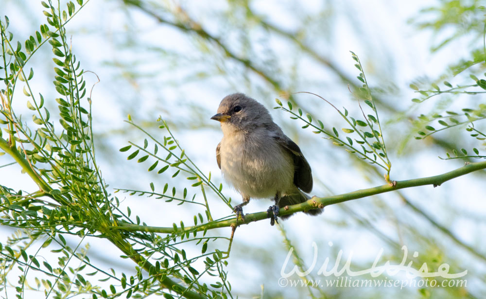 Verdin bird, Tucson Arizona desert Picture