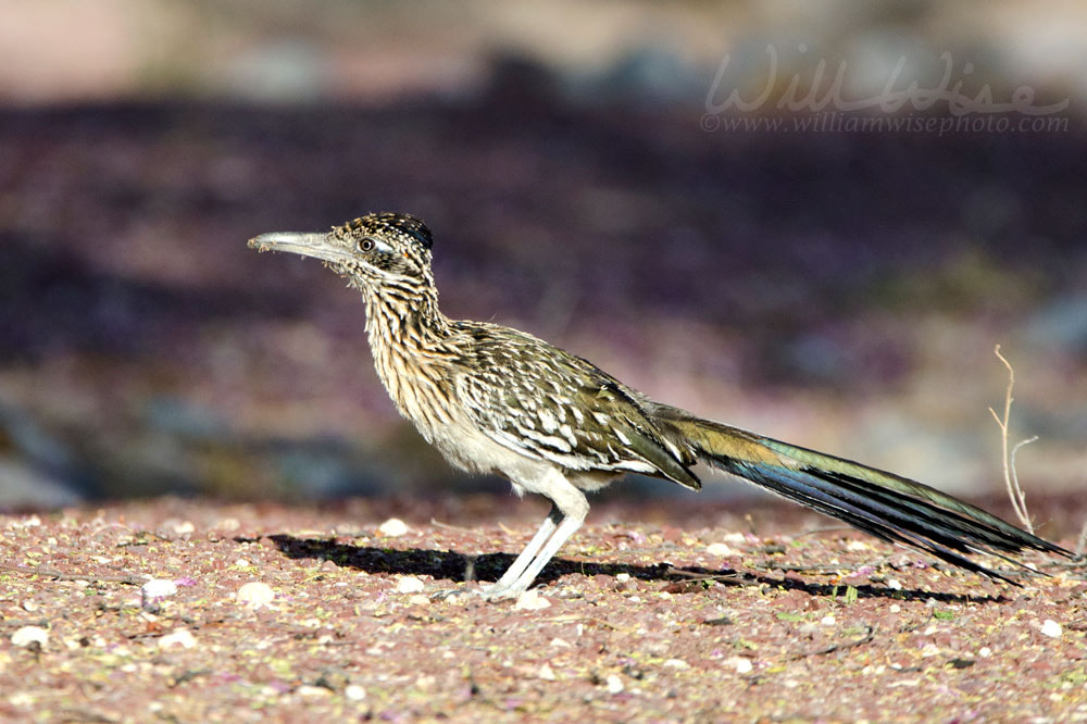 Greater Roadrunner bird, southwest desert, Tucson Arizona Picture