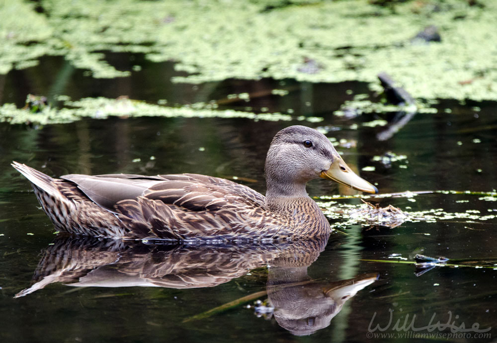 Mallard Duck on duckweed swamp, Sweetwater Wetlands in Tucson Arizona USA Picture