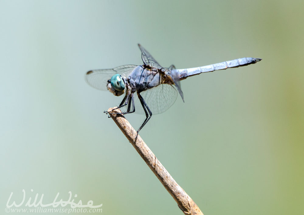 Dasher Dragonfly, Sweetwater Wetlands, Tucson Arizona Picture