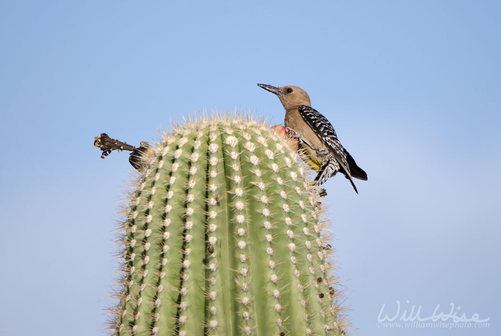 Gila Woodpecker on Saguaro Cactus, Tucson Arizona desert Picture